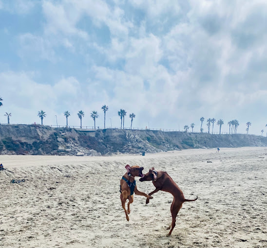 Dog Beach | Huntington Beach